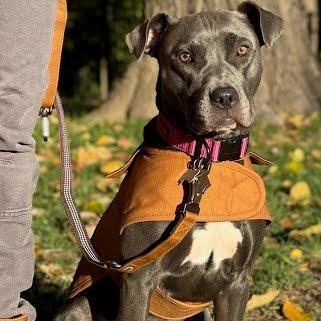 Enlarge Shiloh, a Adoptable Mixed Breed in Chesapeake, VA image 2/5