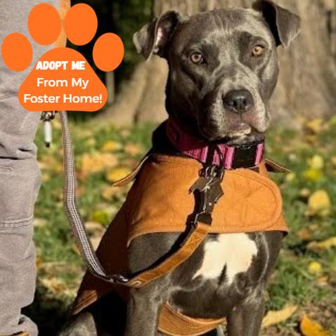 Enlarge Shiloh, a Adoptable Mixed Breed in Chesapeake, VA image 3/5