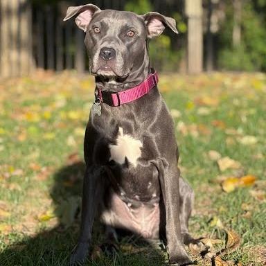 Enlarge Shiloh, a Adoptable Mixed Breed in Chesapeake, VA image 4/5