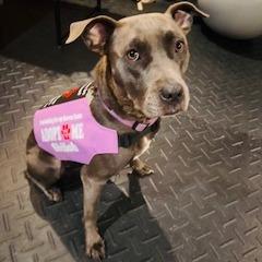 Enlarge Shiloh, a Adoptable Mixed Breed in Chesapeake, VA image 5/5