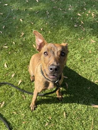 Koa - 1, Adoptable, Young Female Mixed Breed & Mixed Breed.
