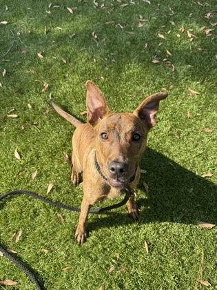 Koa - 1, a Adoptable mixed breed in Daytona Beach, FL image 4/6