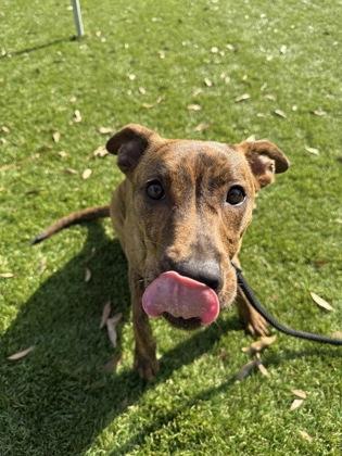 Koa - 1, a Adoptable mixed breed in Daytona Beach, FL image 6/6