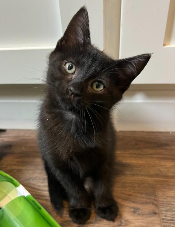 Enlarge Candy, a Adoptable Domestic Medium Hair in Salinas, CA image 2/3