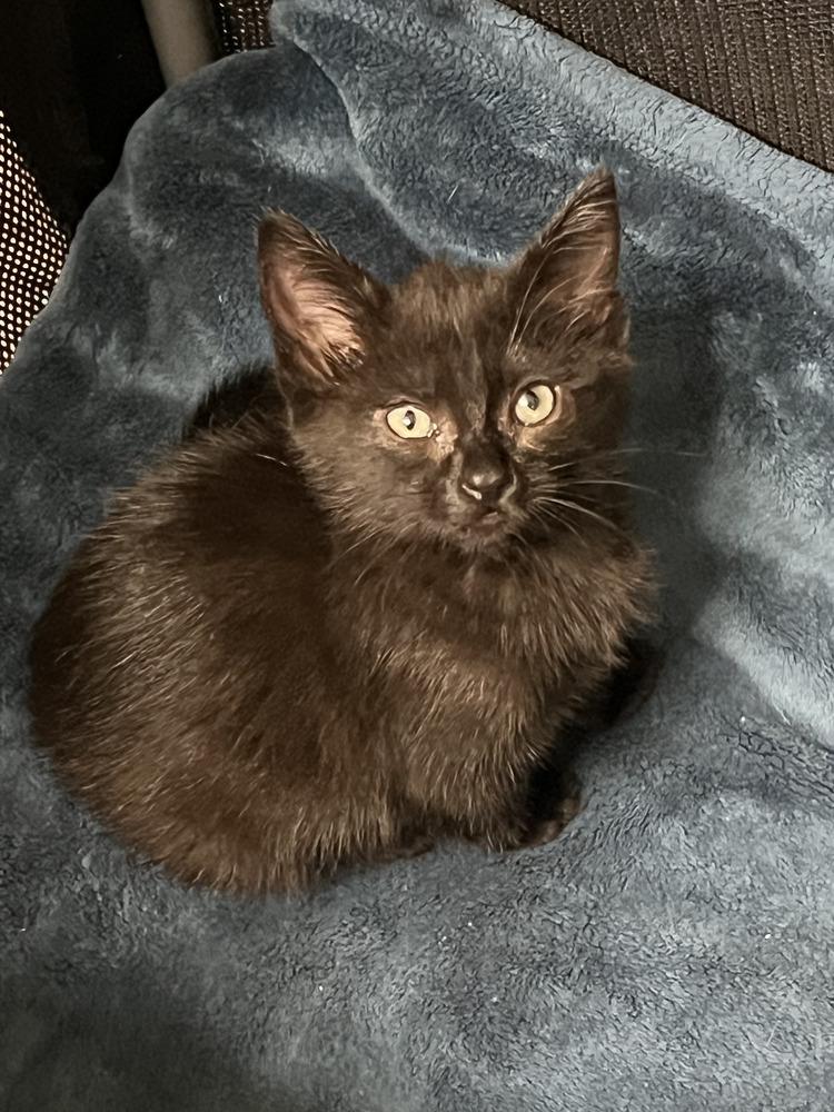 Enlarge Candy, a Adoptable Domestic Medium Hair in Salinas, CA image 3/3