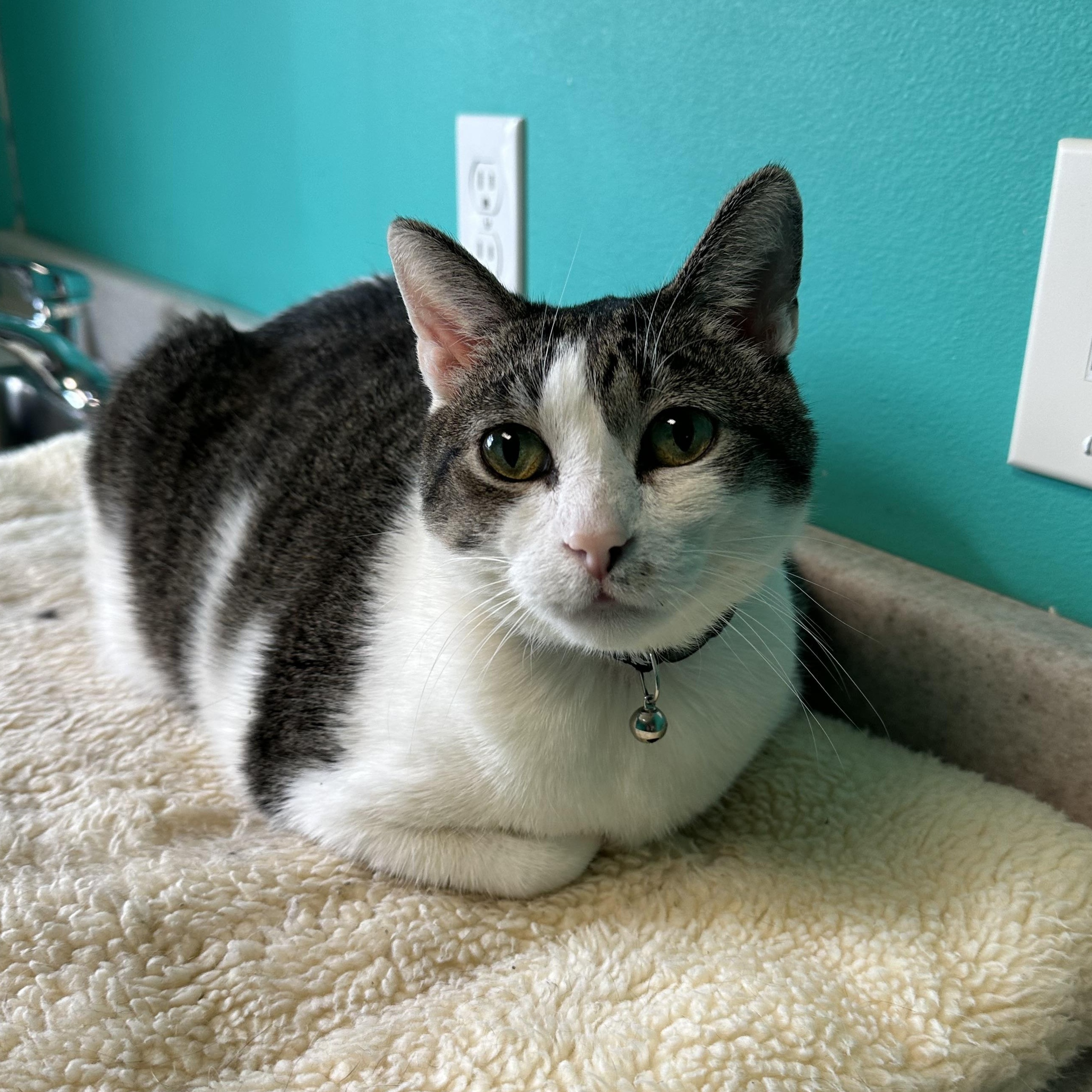 Enlarge Mr. Cuddles, an adoptable Domestic Short Hair in Brookings, SD image 1/2