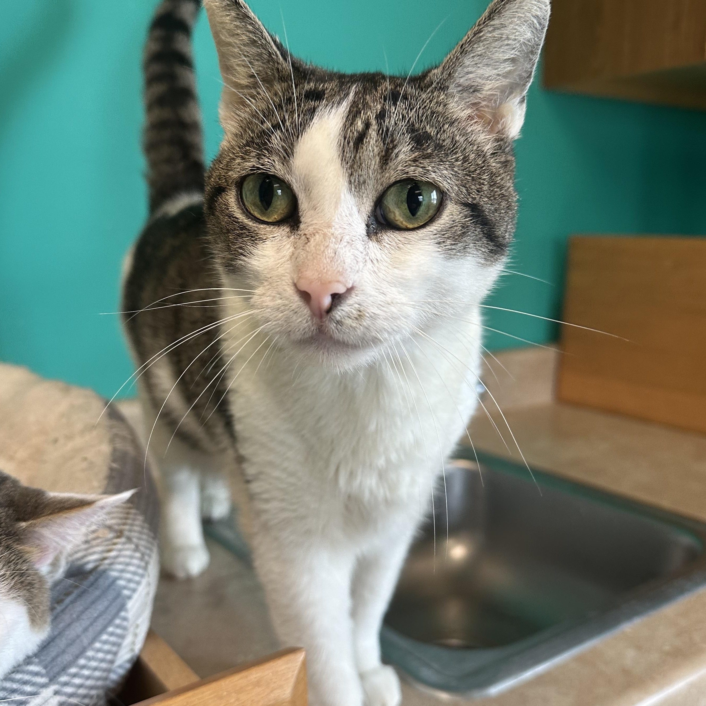 Mr. Cuddles, adoptable, Adult Male Domestic Short Hair.