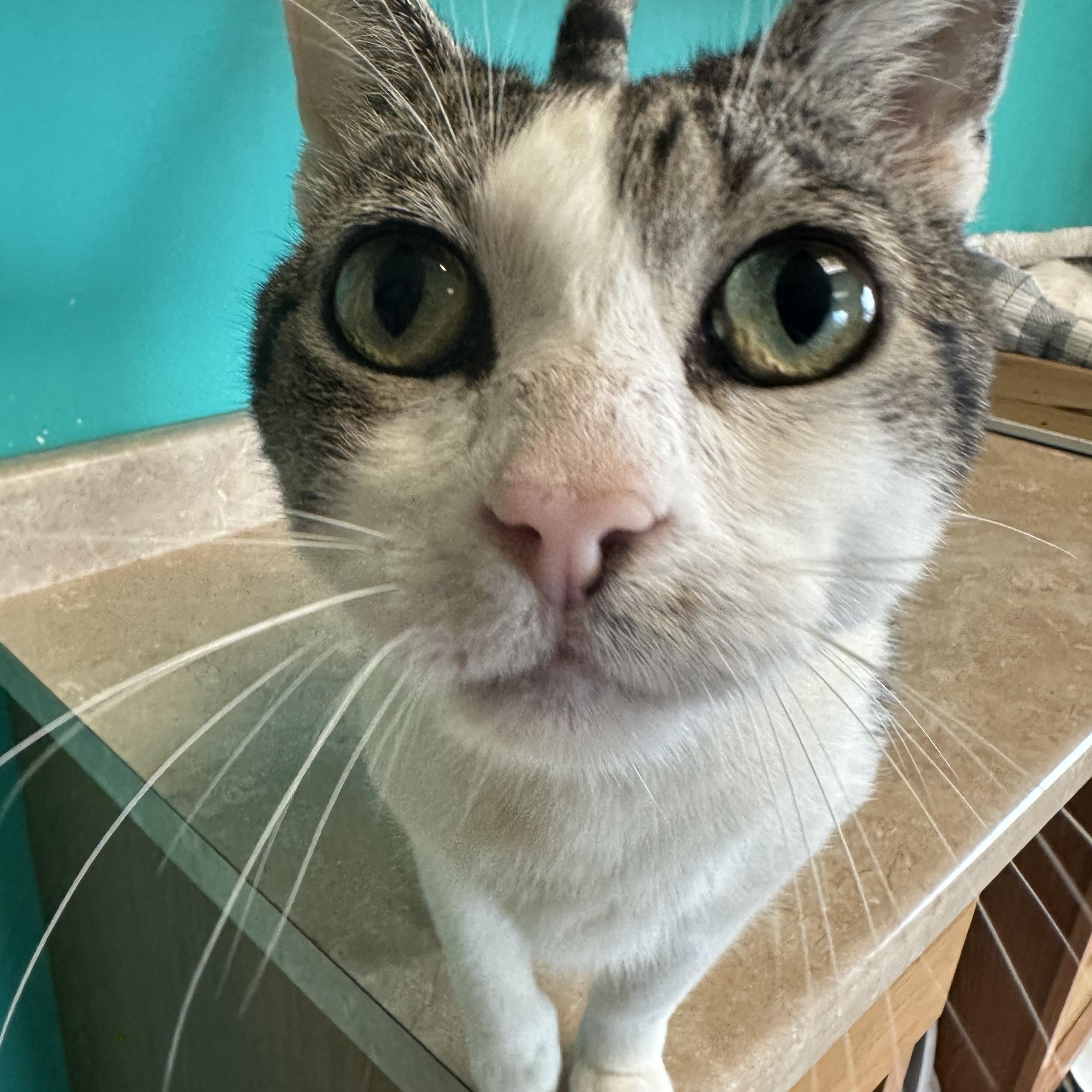 Mr. Cuddles, an adoptable Domestic Short Hair in Brookings, SD image 3/3