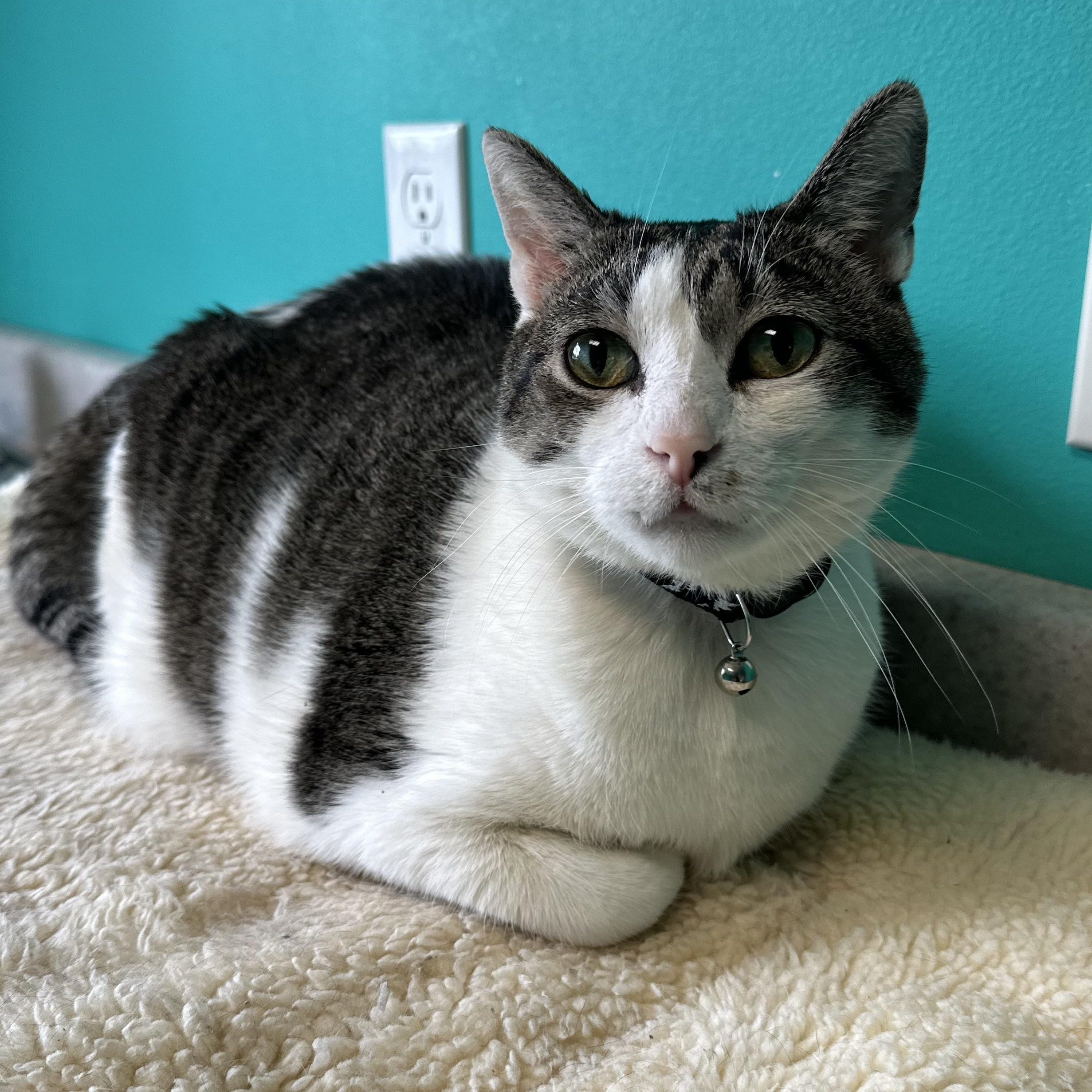 Enlarge Mr. Cuddles, an adoptable Domestic Short Hair in Brookings, SD image 2/2