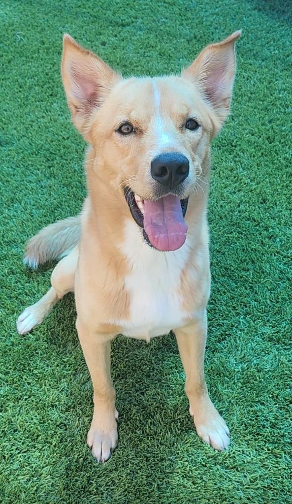 Bojack, a Adoptable mixed breed in Frankfort, KY image 1/4