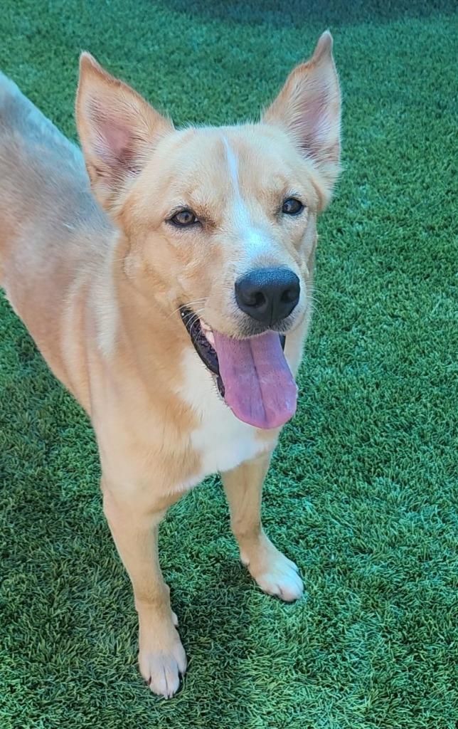 Bojack, a Adoptable mixed breed in Frankfort, KY image 3/4