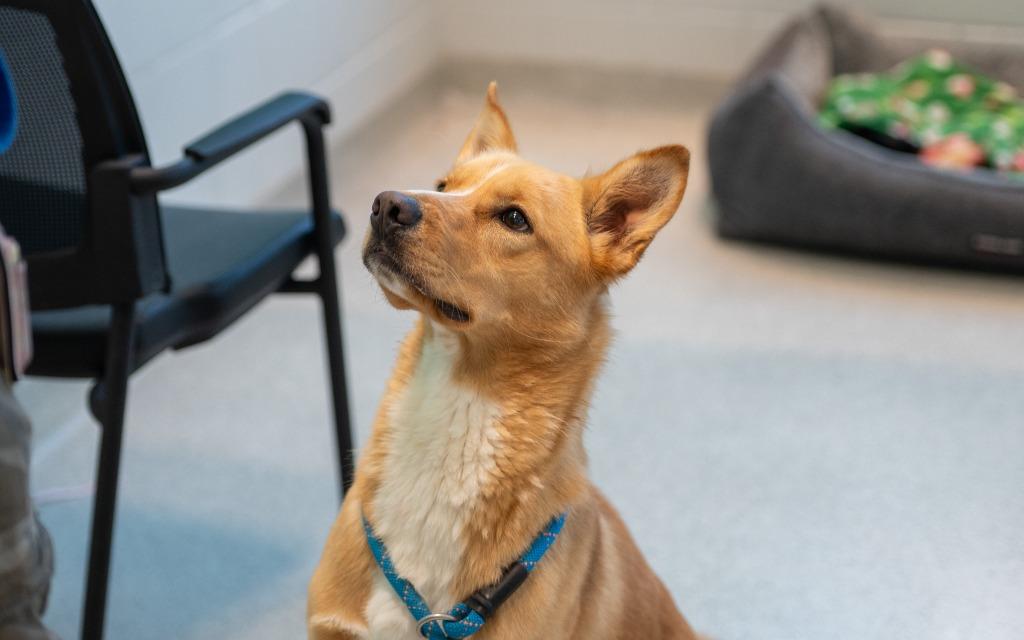 Bojack, a Adoptable mixed breed in Frankfort, KY image 2/4