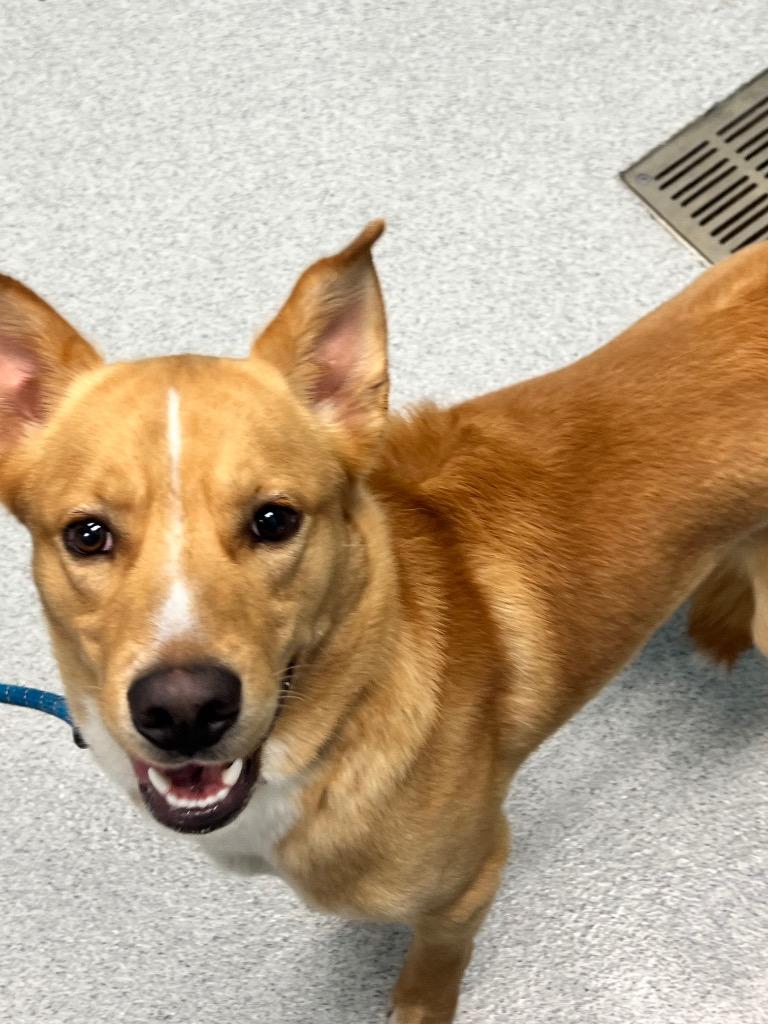 Bojack, a Adoptable mixed breed in Frankfort, KY image 4/4