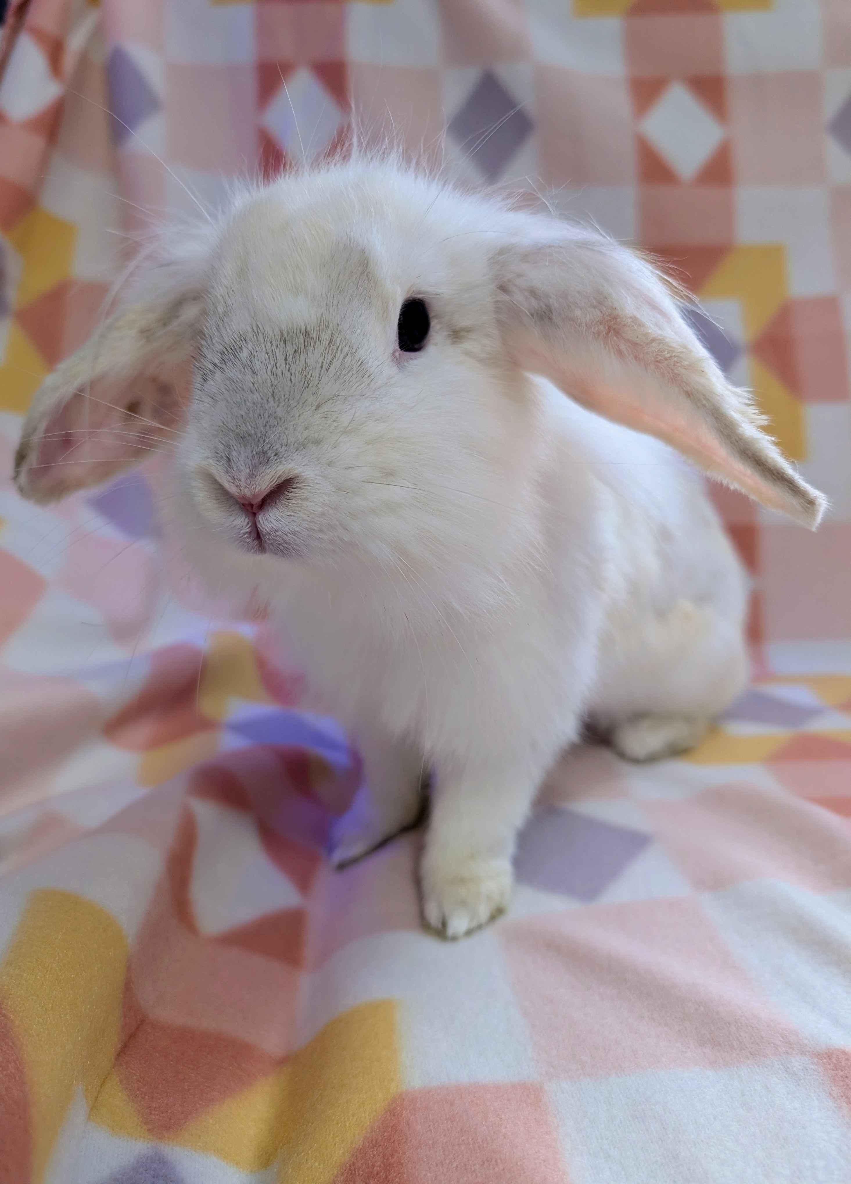 Captain Syrup , ADOPTABLE, Adult Female Lop Eared.