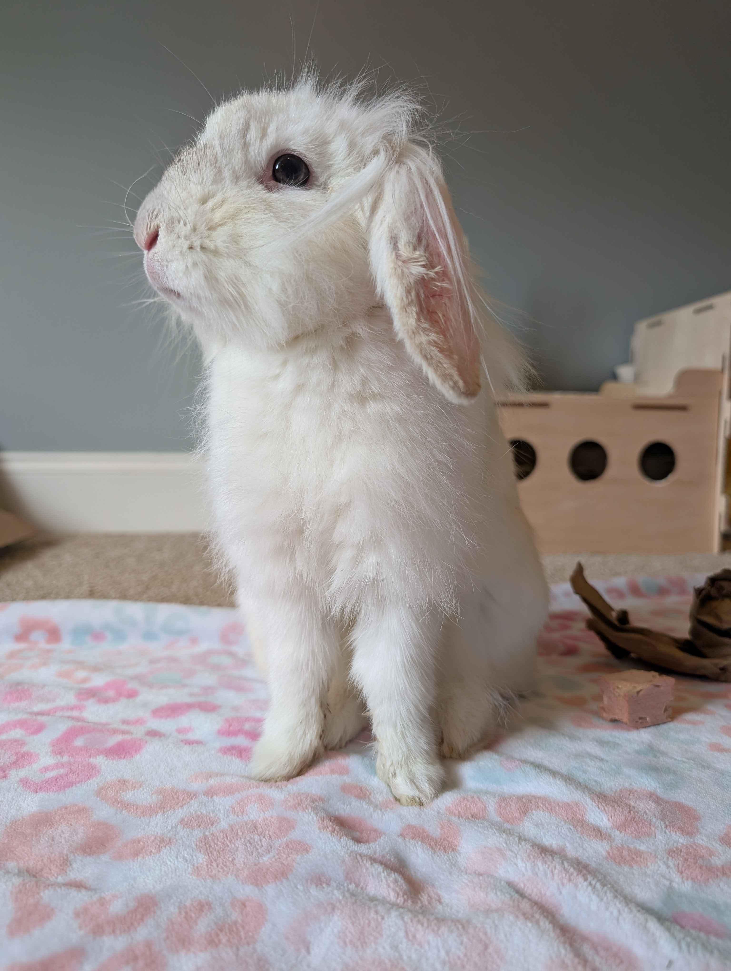 Enlarge Captain Syrup , a ADOPTABLE Lop Eared in Canal Fulton, OH image 2/4