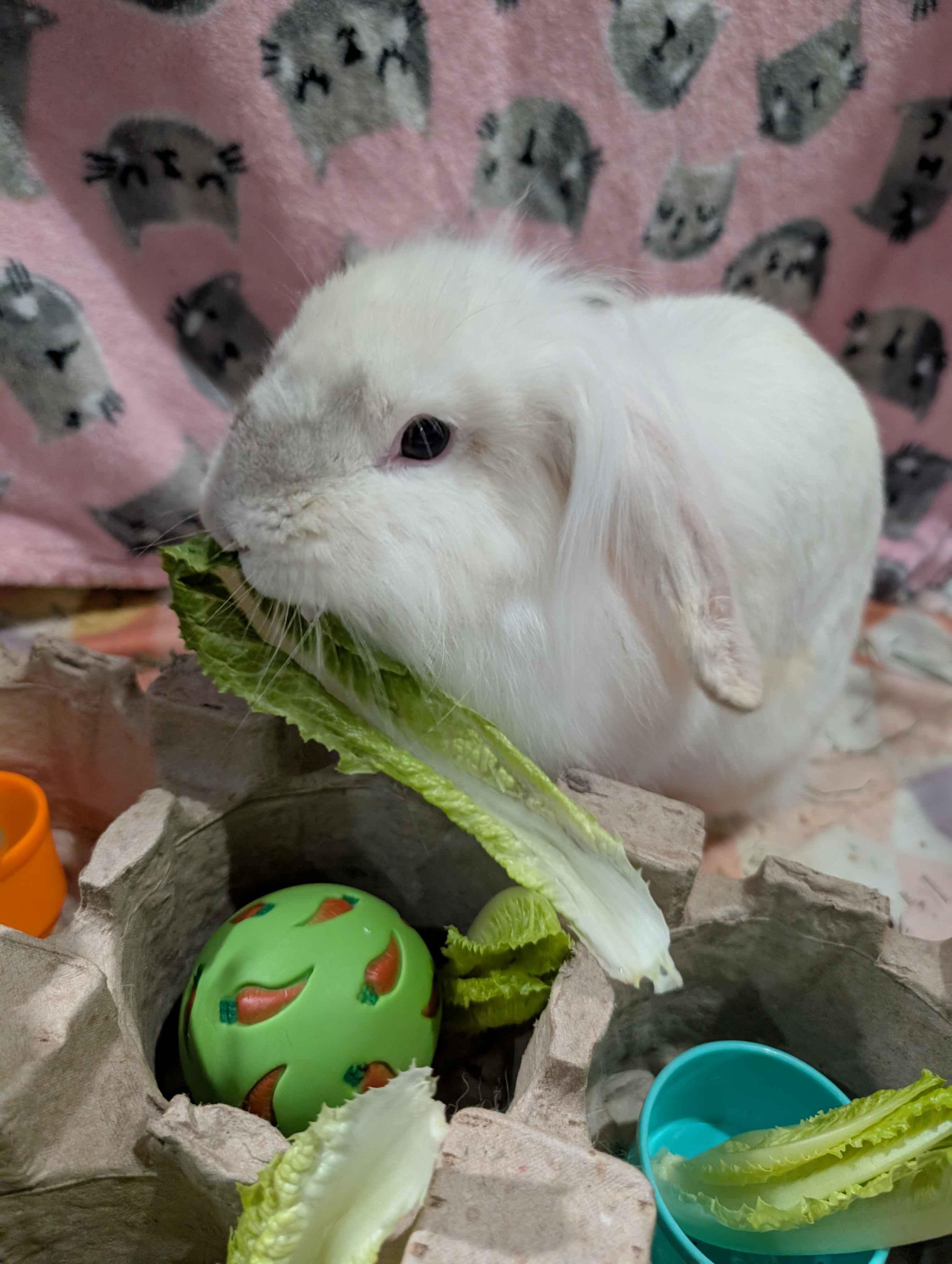 Enlarge Captain Syrup , a ADOPTABLE Lop Eared in Canal Fulton, OH image 4/4