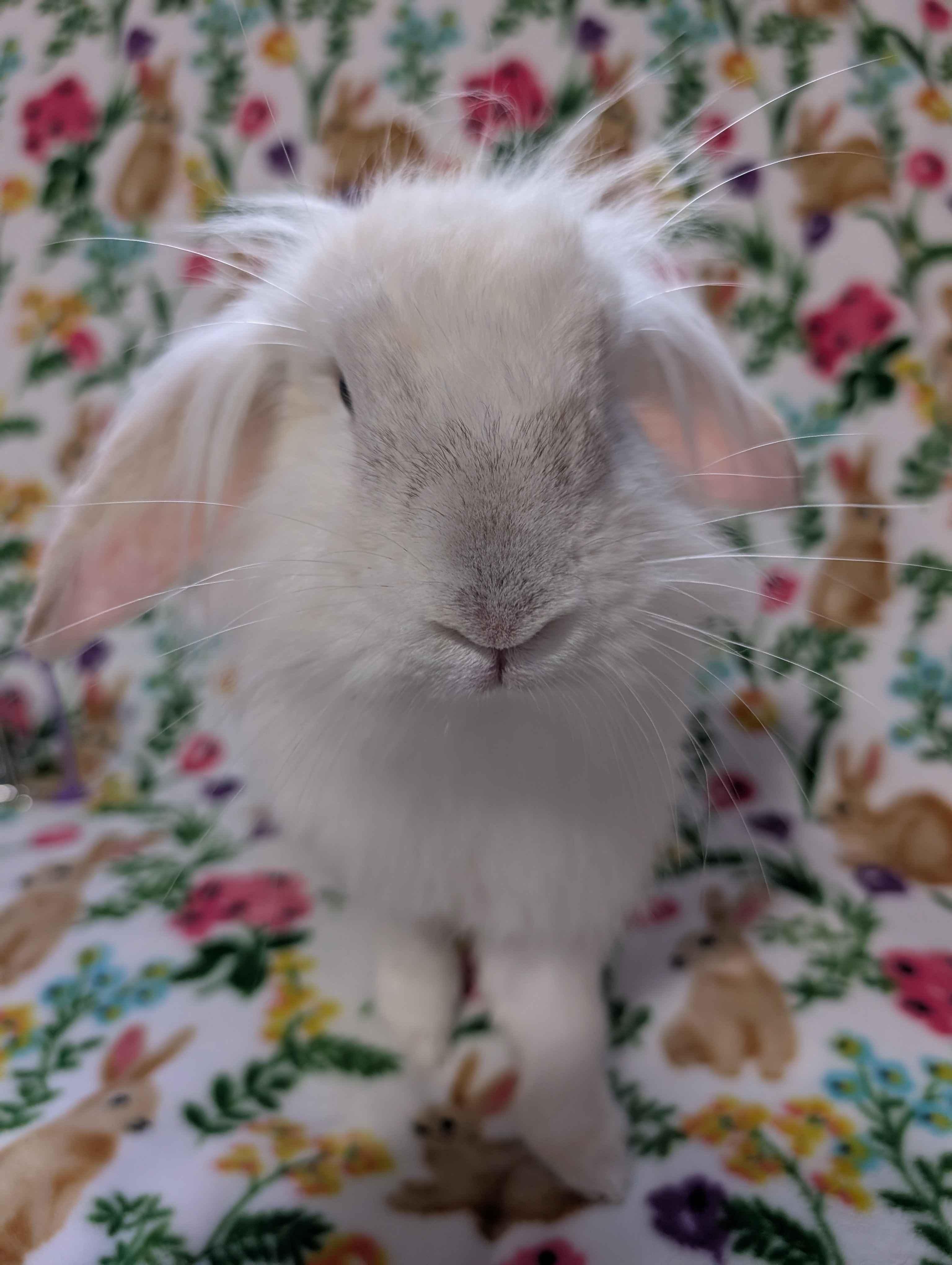 Enlarge Captain Syrup , a ADOPTABLE Lop Eared in Canal Fulton, OH image 3/4