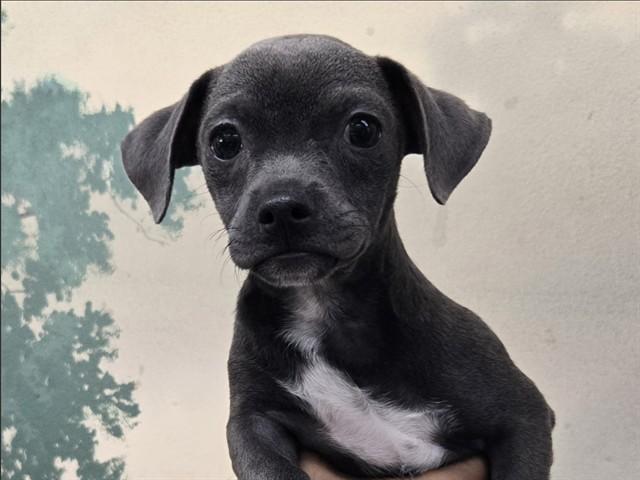 Enlarge QUICKSILVER, a Adoptable Terrier in Palo Alto, CA image 1/1