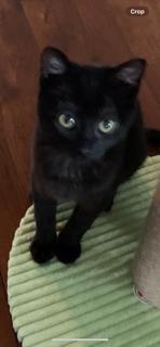 Shadow, Adoptable, Kitten Female Domestic Short Hair.