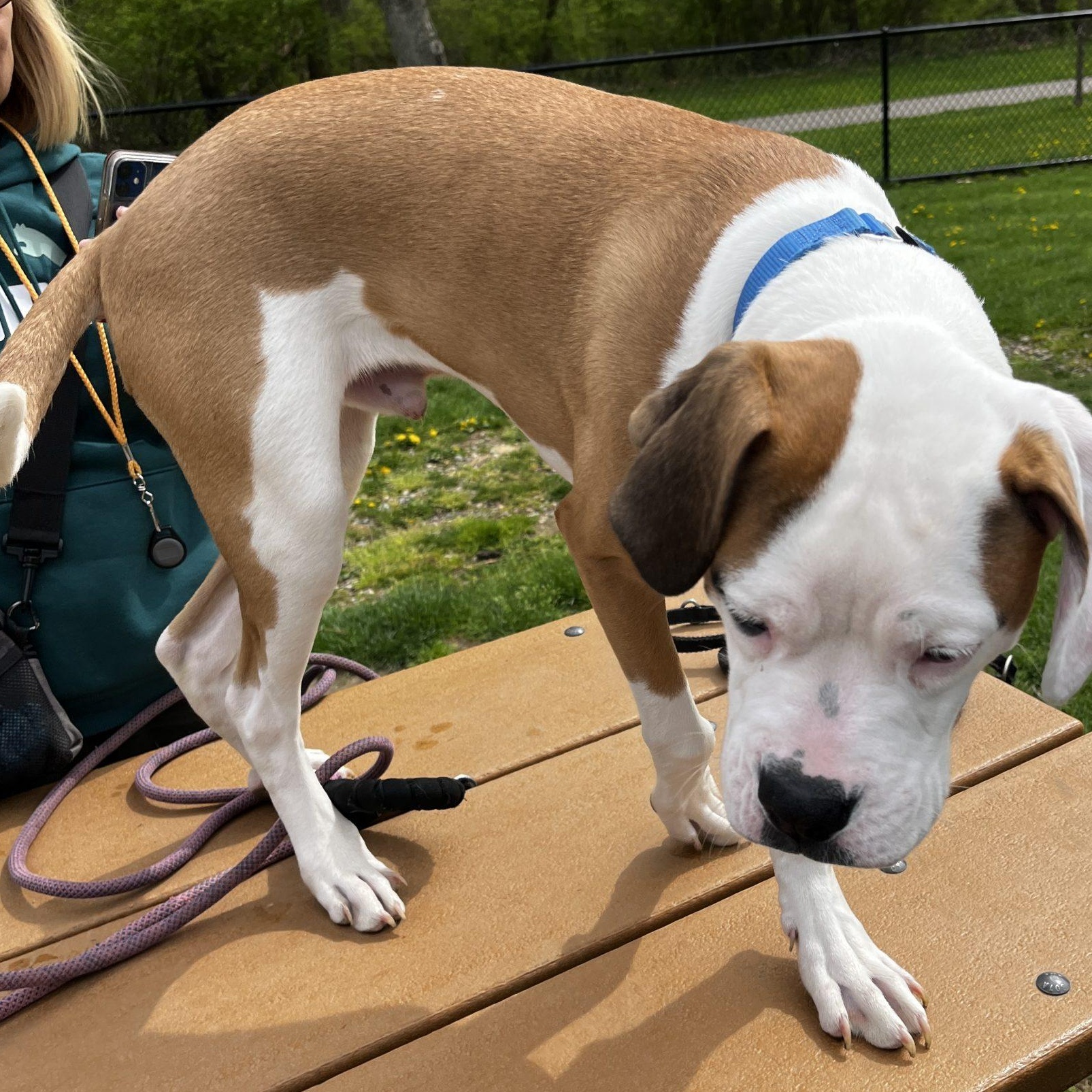 Enlarge Paulo, a Adopted mixed breed in Lansing, MI image 5/5