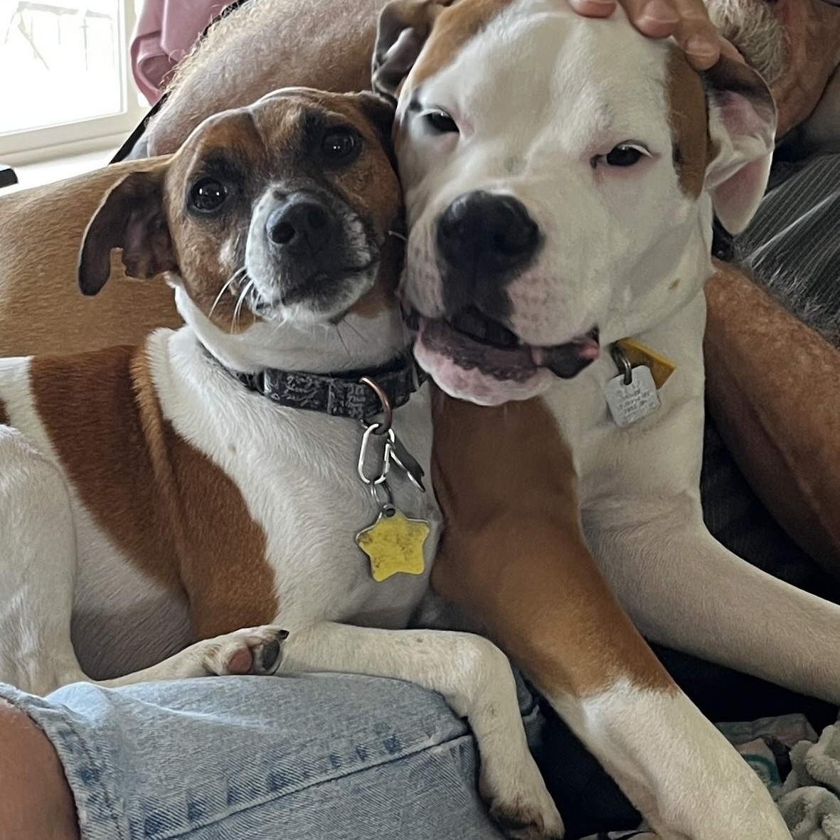 Enlarge Paulo, a Adopted mixed breed in Lansing, MI image 4/5