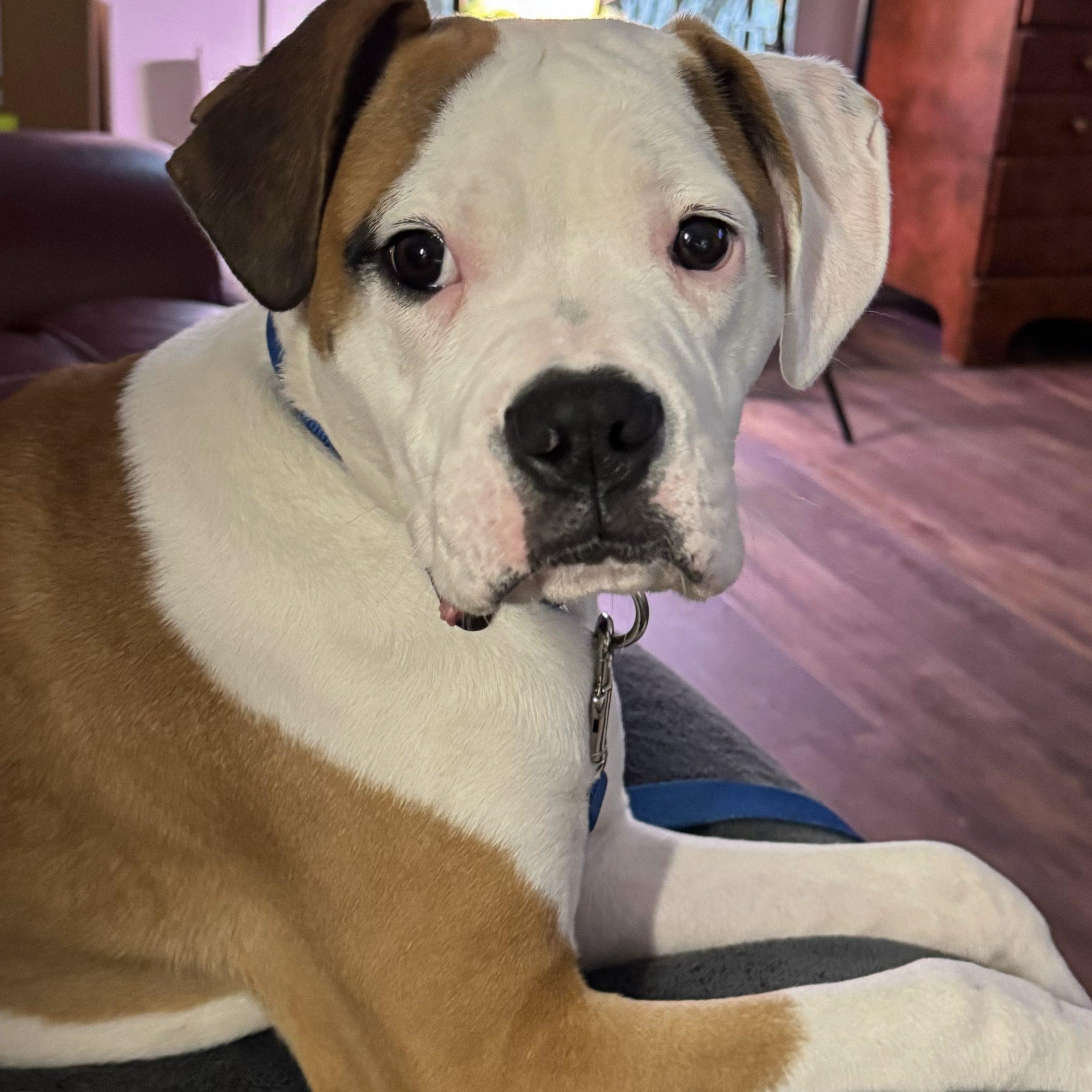 Paulo, Adopted, Young Male Boxer.