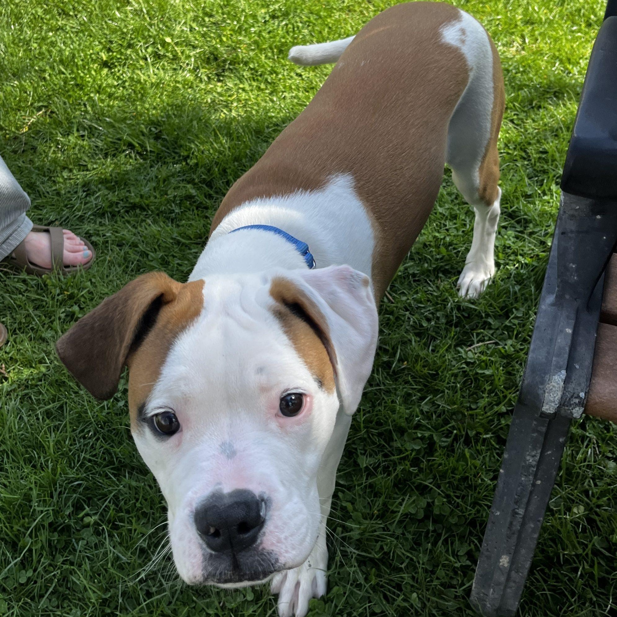 Enlarge Paulo, a Adopted mixed breed in Lansing, MI image 3/5