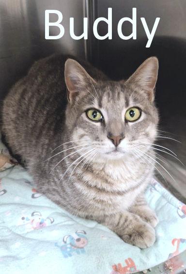 Enlarge Buddy, a Adoptable mixed breed in Mountain View, AR image 1/1