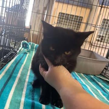 Enlarge Chips, a Adoptable Domestic Short Hair in Nampa, ID image 1/2