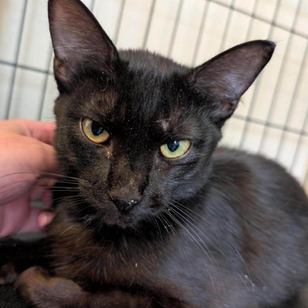 Enlarge Chips, a Adoptable Domestic Short Hair in Nampa, ID image 2/2