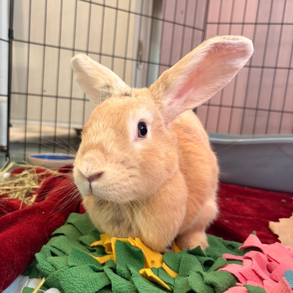 Enlarge Cadbury, a Adoptable Bunny Rabbit in South Burlington, VT image 1/6