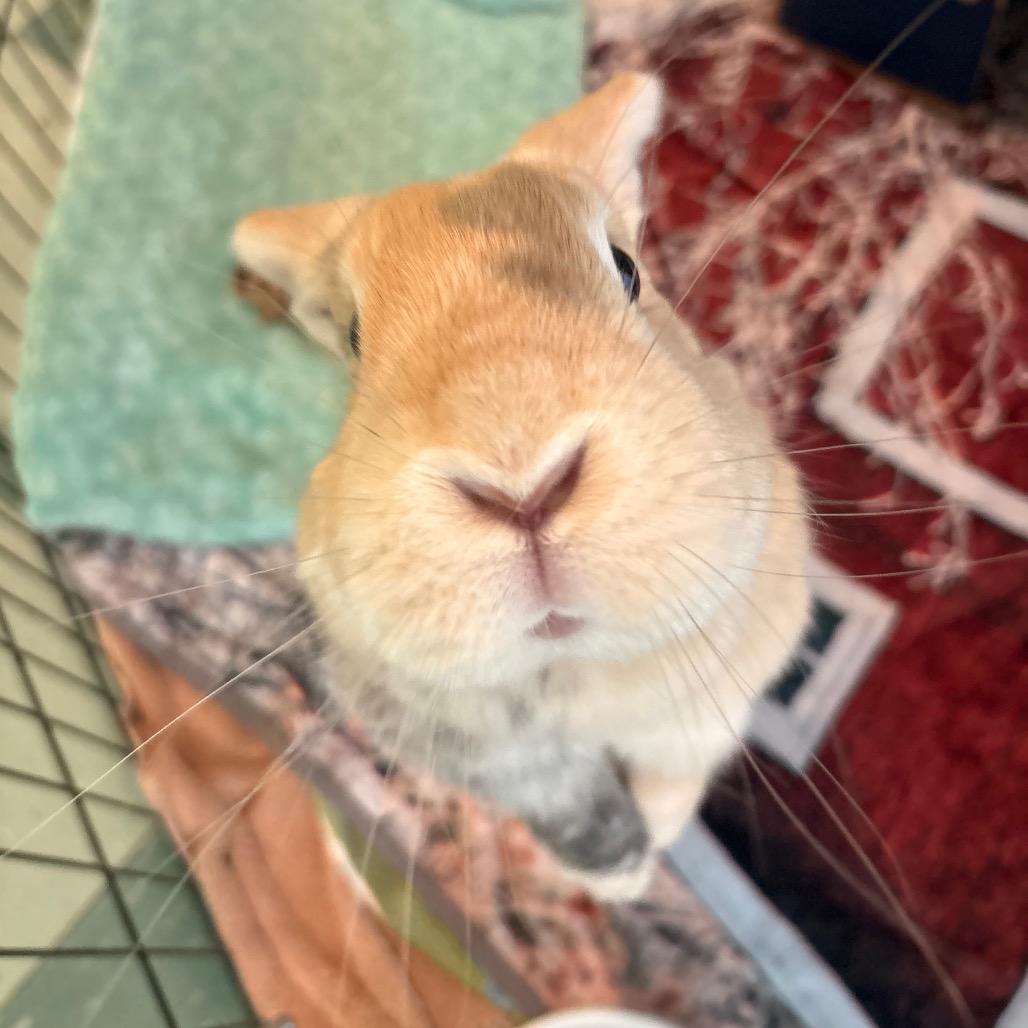 Enlarge Cadbury, a Adoptable Bunny Rabbit in South Burlington, VT image 2/6