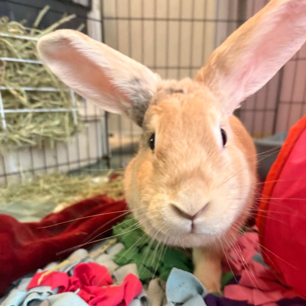 Enlarge Cadbury, a Adoptable Bunny Rabbit in South Burlington, VT image 3/6