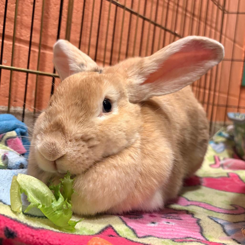 Enlarge Cadbury, a Adoptable Bunny Rabbit in South Burlington, VT image 4/6