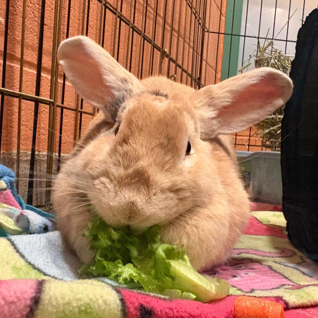 Enlarge Cadbury, a Adoptable Bunny Rabbit in South Burlington, VT image 5/6