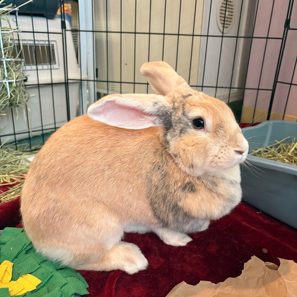Enlarge Cadbury, a Adoptable Bunny Rabbit in South Burlington, VT image 6/6