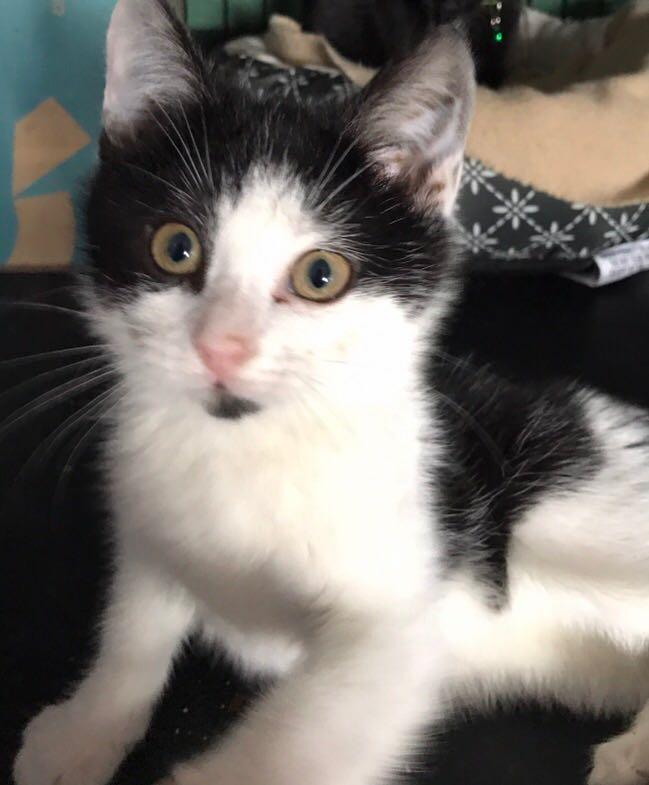 Enlarge Mimi, a Adoptable Domestic Short Hair in Flushing, NY image 1/1