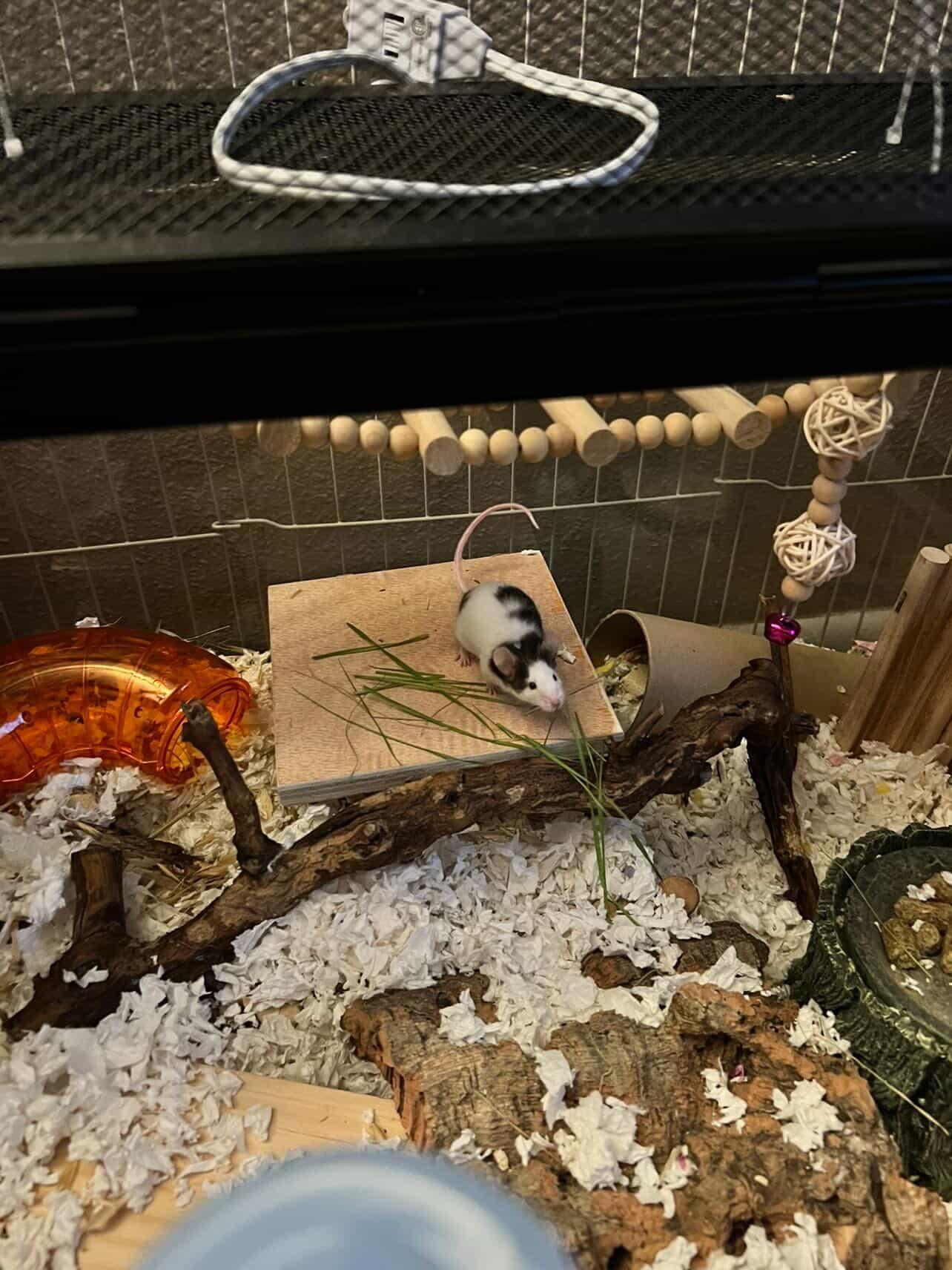Glenda, Alfeba & Marnie, a ADOPTABLE Mouse in Eugene, OR image 2/3