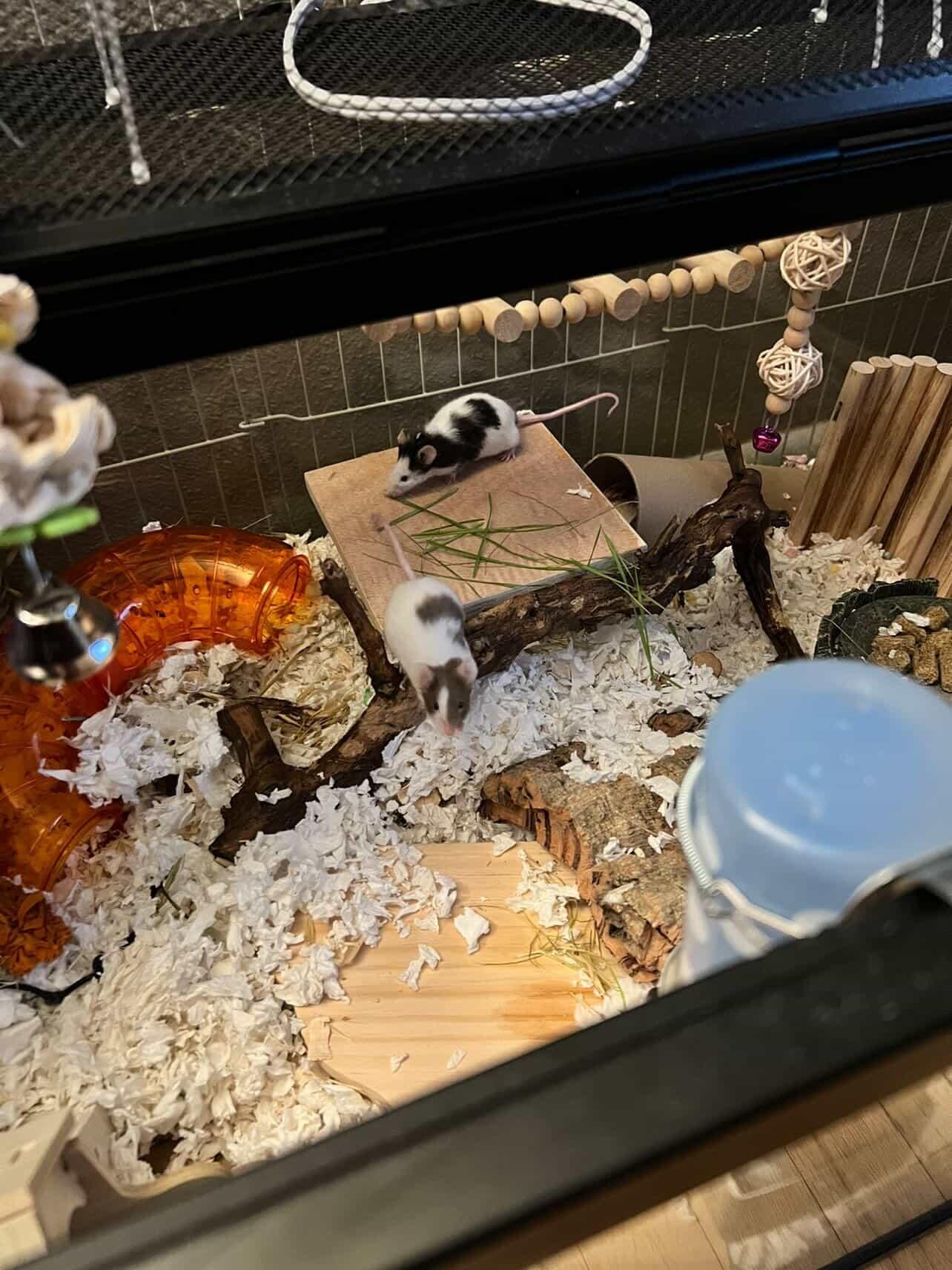 Glenda, Alfeba & Marnie, ADOPTABLE, Young Female Mouse.