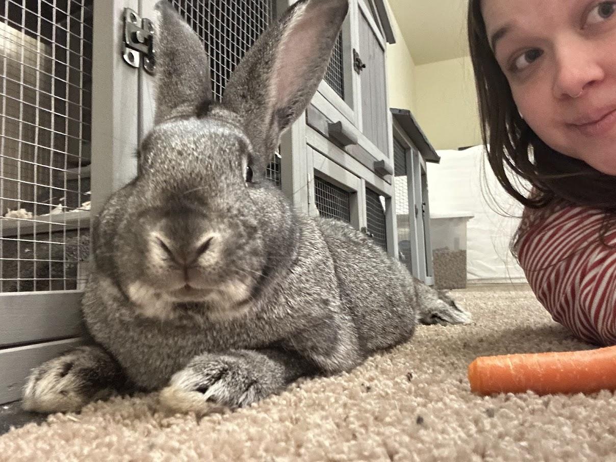 Enlarge Sterling, a Adoptable Chinchilla in Carnation, WA image 2/3