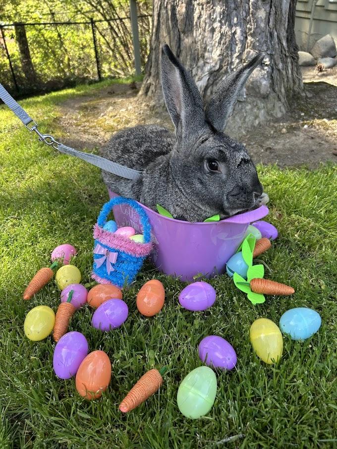 Enlarge Sterling, a Adoptable Chinchilla in Carnation, WA image 3/3