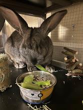 Sterling, Adoptable, Adult Male Chinchilla.