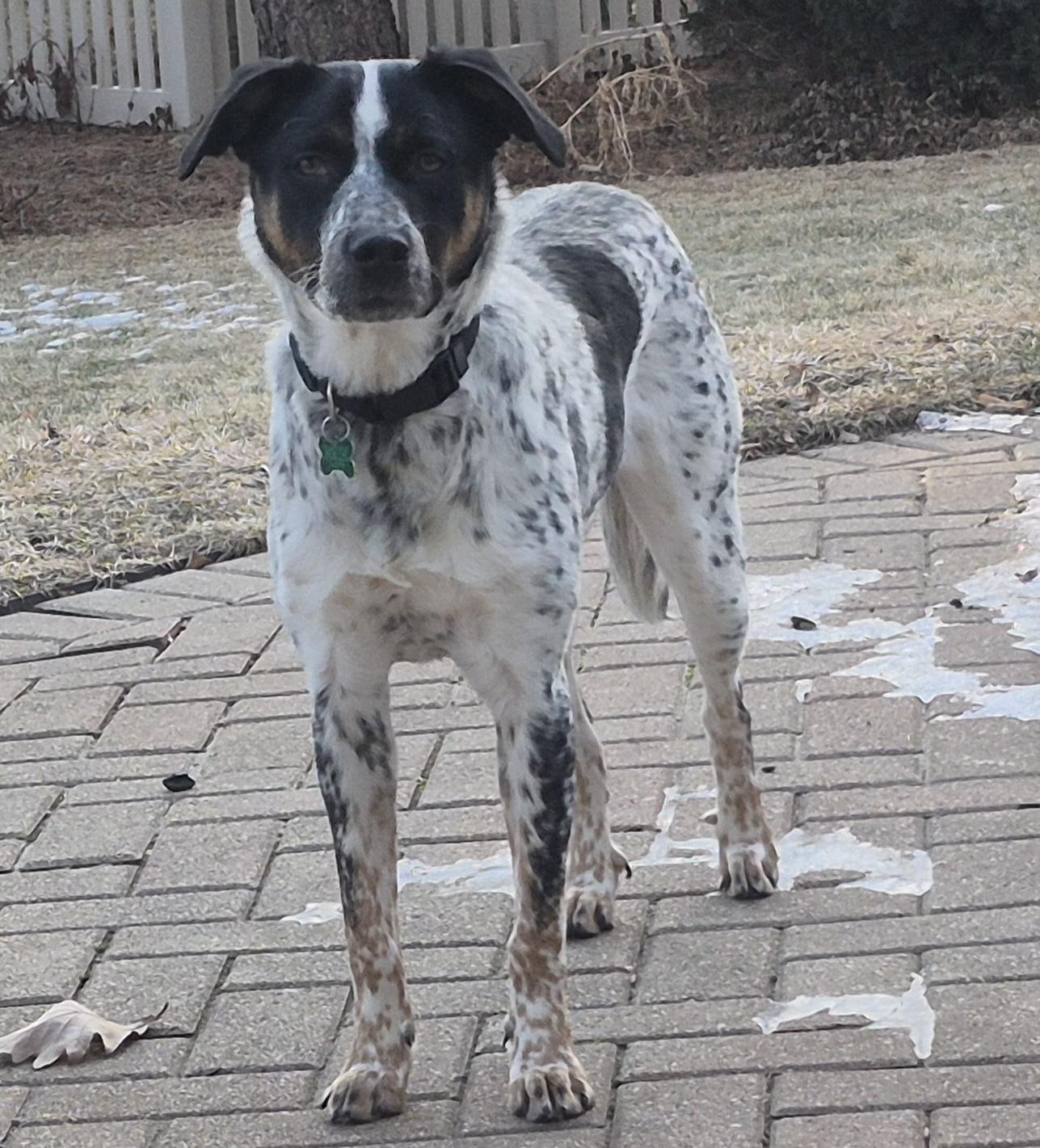 Ginny, ADOPTABLE, Young Female Cattle Dog & Pointer.