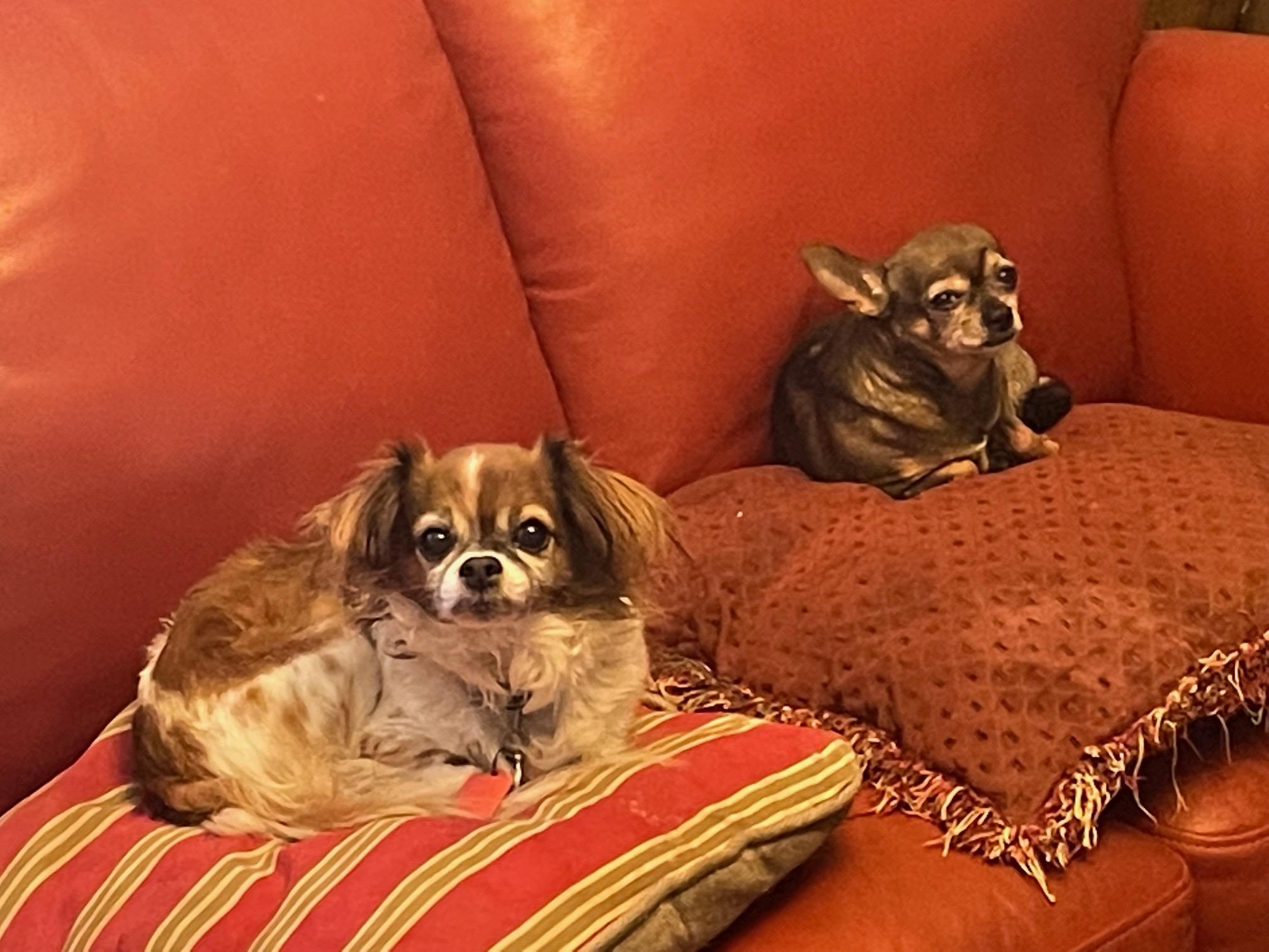 Enlarge Rumble , an adopted Chihuahua in Garland, TX image 1/3