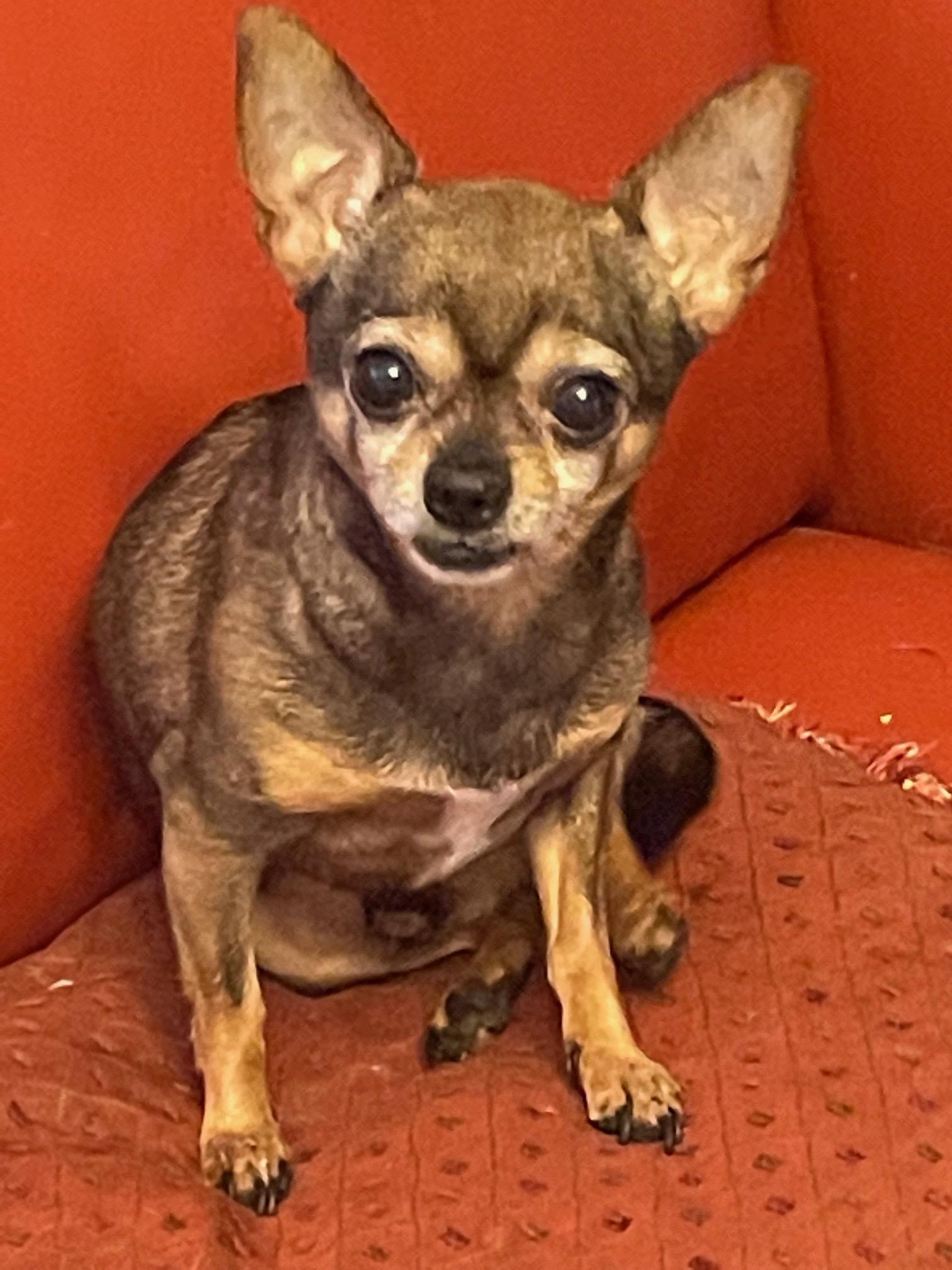 Enlarge Rumble , an adopted Chihuahua in Garland, TX image 2/3