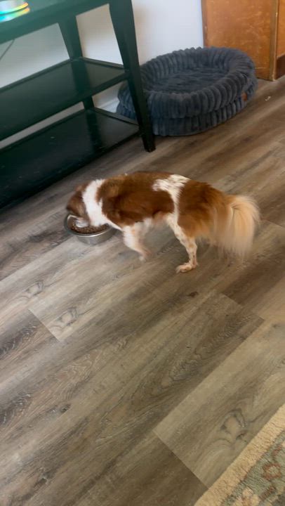 Enlarge Rumble , an adopted Chihuahua in Garland, TX video 3/3