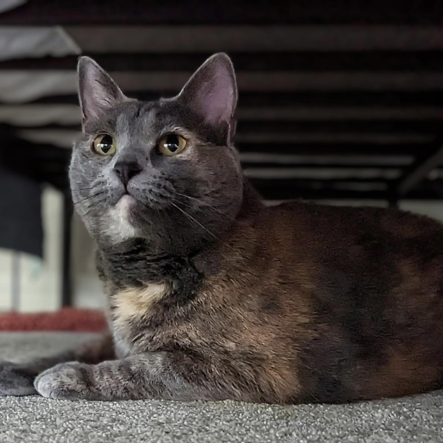 Enlarge Penne, a ADOPTABLE Tortoiseshell in Bentonville, AR image 2/2