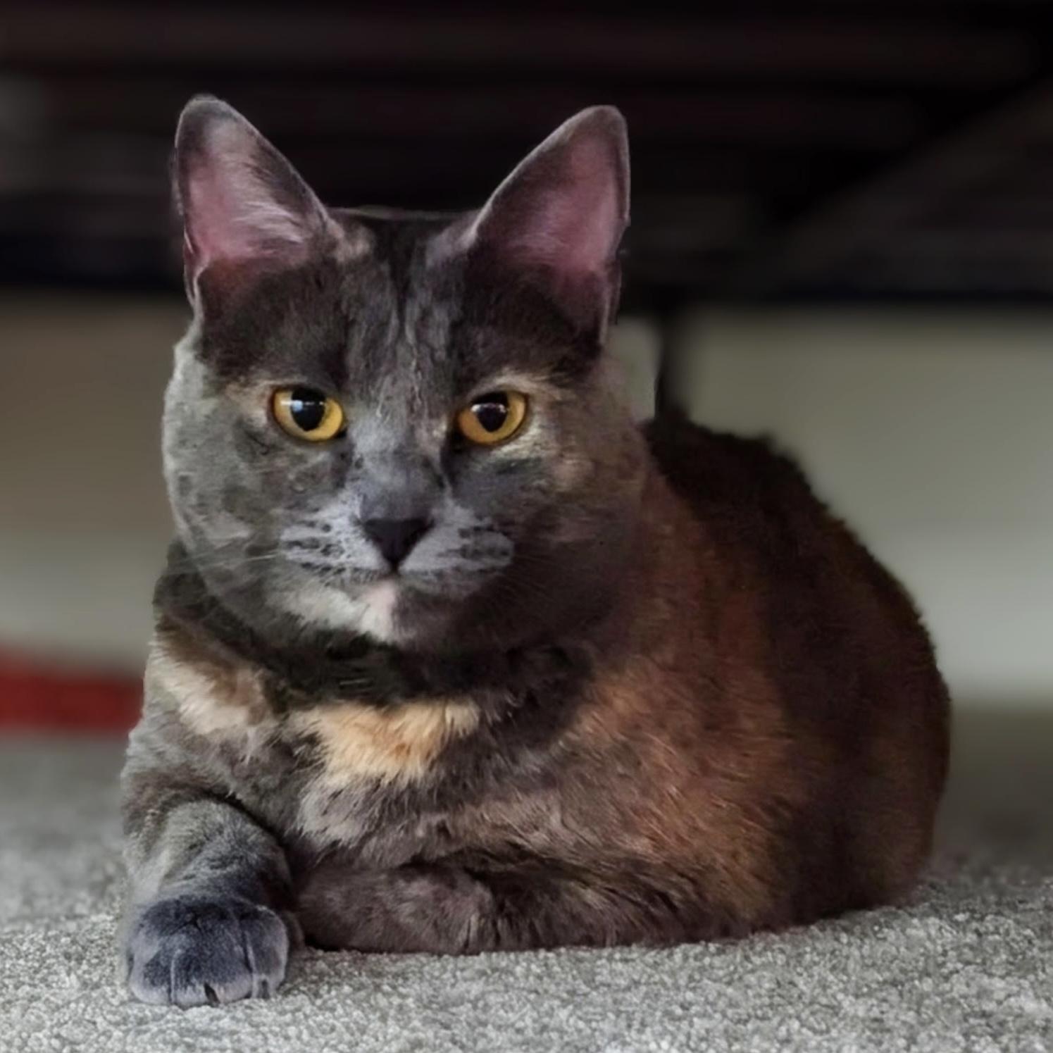 Penne, ADOPTABLE, Adult Female Tortoiseshell.