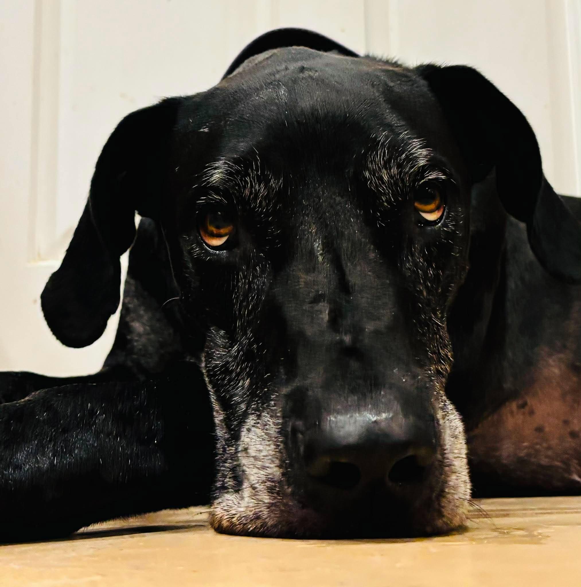 Enlarge Thor, a Adoptable Great Dane in Pensacola, FL image 2/4