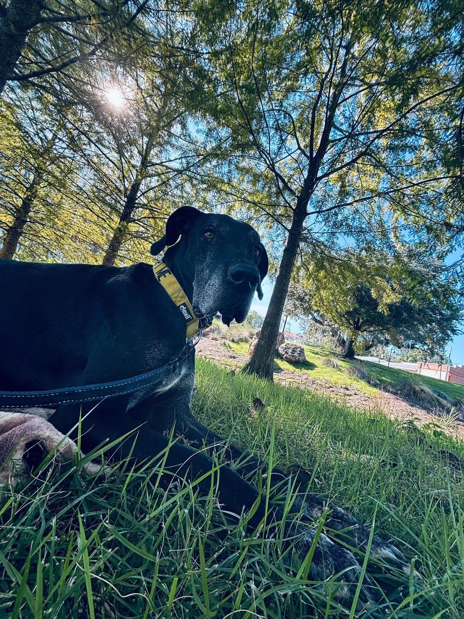 Enlarge Thor, a Adoptable Great Dane in Pensacola, FL image 4/4